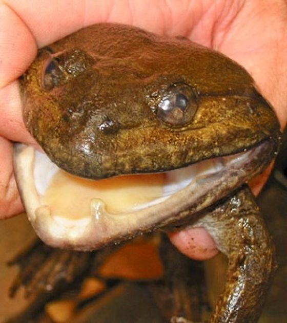 163 de specii noi descoperite în jungla asiatică