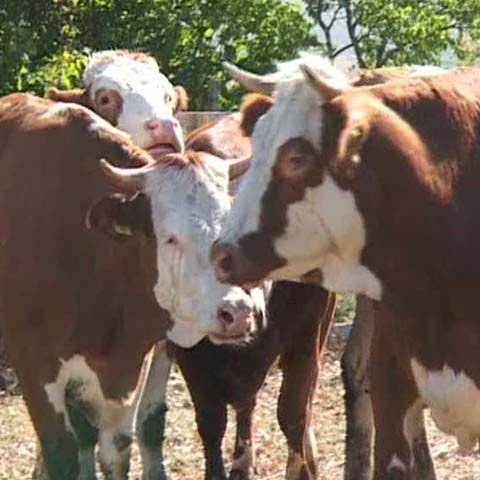 Localnicii din Sălaj au primit vaci drept cadou!
