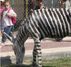 O grădină zoologică pictează măgarii ca să arate ca zebrele