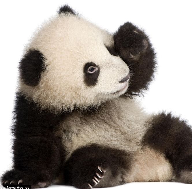 Prim plan: Animale sălbatice surprinse în ipostaze nostime într-un studio foto - GALERIE FOTO