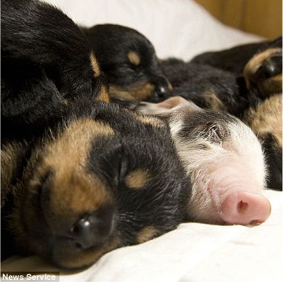 Un rottweiler a salvat viaţa unui porcuşor - FOTO