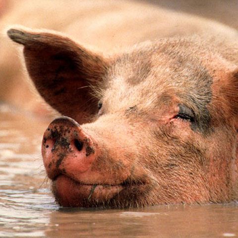 SUA înregistrează primele cazuri suspecte de gripă A(H1N1) la porci