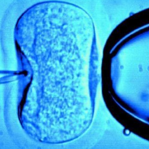 Cuplurile care recurg la fertilizarea in vitro vor fi susţinute financiar de stat