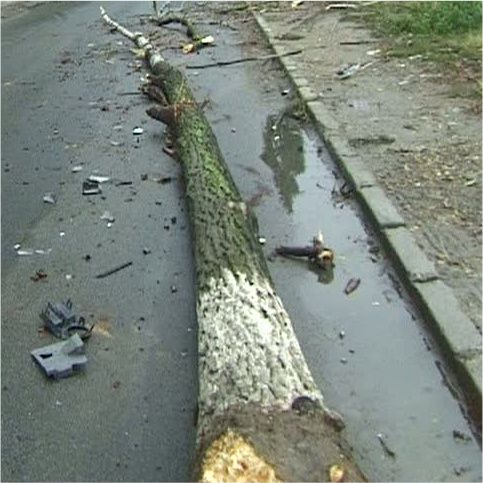 Un copac uscat a căzut peste maşina unui bărbat, în Bihor