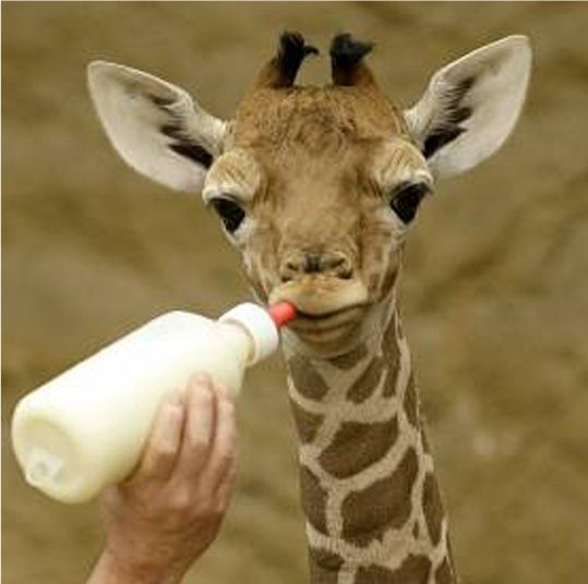 Un pui de girafă de 1,8 metri înălţime este hrănit cu biberonul
