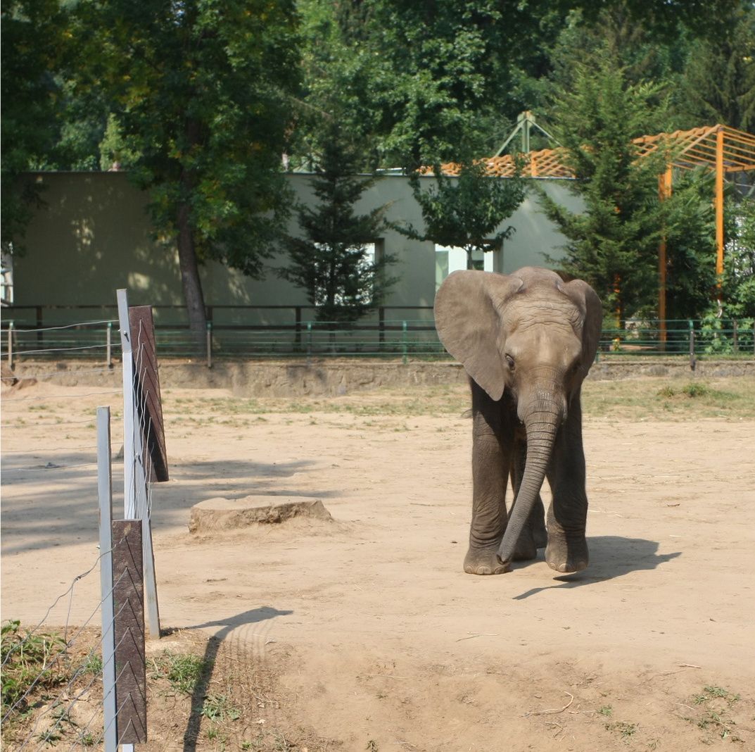 Un pui de elefant orfan din Ungaria şi-a găsit o nouă mămică în Franţa