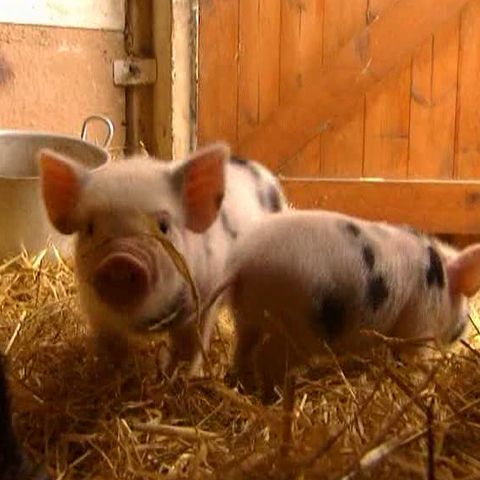 Purceii de buzunar sunt ultimul răcnet în Marea Britanie