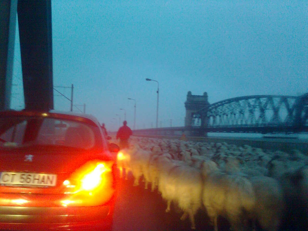 Autostrada Soarelui blocată de mioare