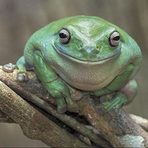 Cele mai zâmbăreţe animale din lume. GALERIE FOTO