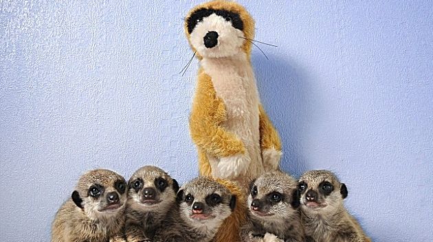 O jucărie de pluş a adoptat cinci pui de manguste - FOTO