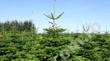  Direcţia Silvică Sibiu va tăia mai puţini brazi iarna aceasta, din cauza crizei economice