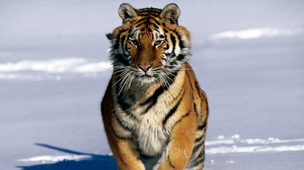 Tigrii siberieni se află într-un grav declin