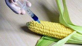 \"David vs Monsanto\", documentarul despre contaminarea cu OMG, în premieră în România 