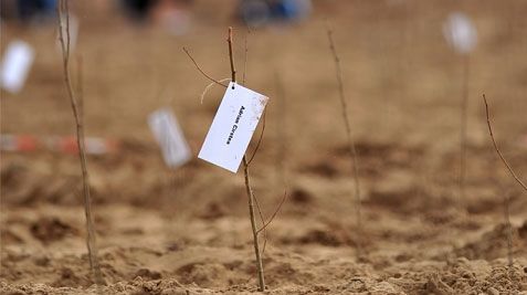 Zece hectare de teren vor fi plantate în Ploieşti