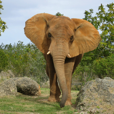 Un experimentat ghid turistic a murit strivit de un elefant