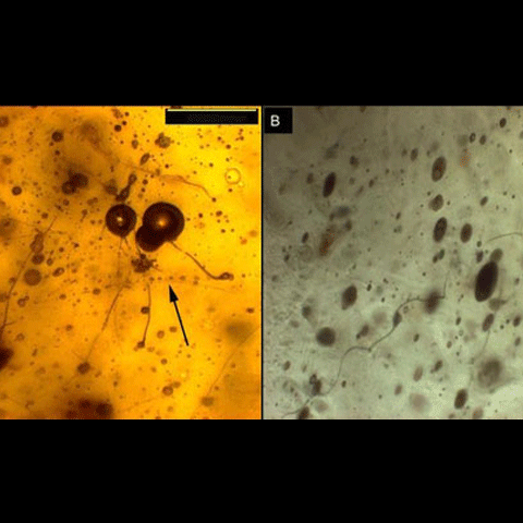 A fost descoperită cea mai veche pânză de păianjen - FOTO