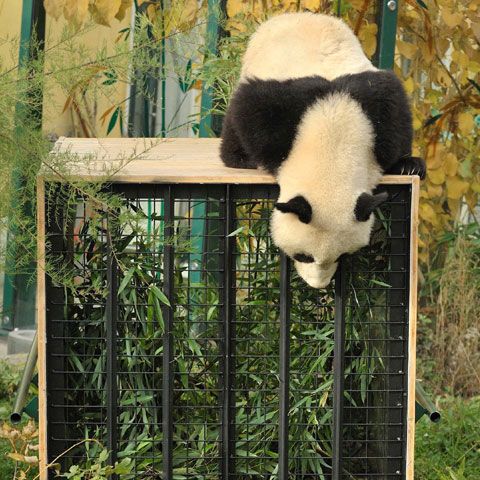 Fu Long, singurul pui de panda din Europa, nu poate fi convins să urce în cuşca de transport pentru China