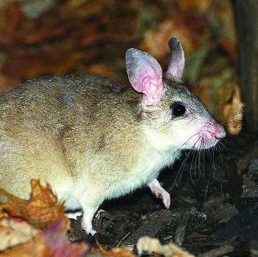 Aproape 36% din speciile de pe Pământ sunt ameninţate cu dispariţia, potrivit Listei Roşii