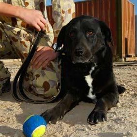Un câine al armatei australiene pierdut în luptă în Afganistan s-a întors la unitatea sa după 14 luni