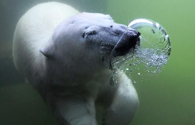 Fotografii incredibile: cele mai neobişnuite ipostaze subacvatice - VEZI GALERIE FOTO