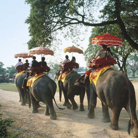 Grădinile zoologice şi circurile din India nu vor mai avea voie să ţină elefanţi