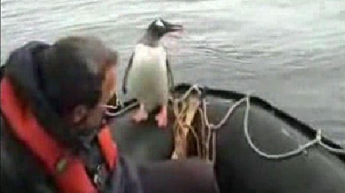 Un pinguin a scăpat de orci sărind într-o barcă - VEZI VIDEO 