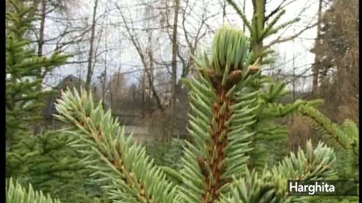 Direcţia Silvică Harghita a scos la vânzare 400 de brazi ecologici