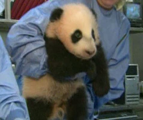 Un pui de Panda, născut la grădina zoologică din San Diego, a fost botezat Fiul norului