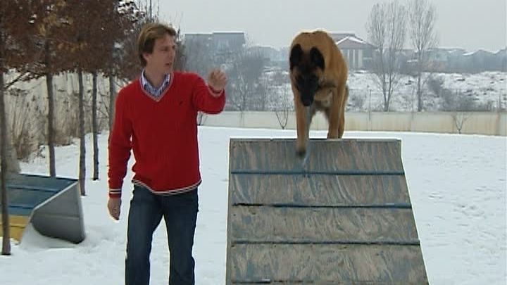 Şi animalele merg la pensiune de sărbători!