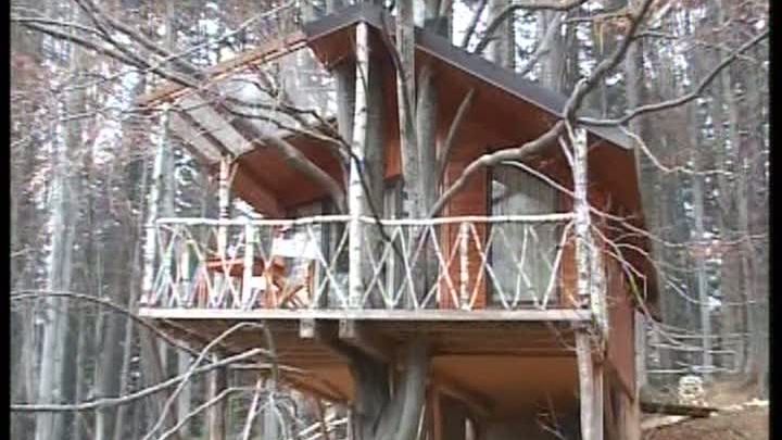 Revelion de peste 600 de euro, într-un copac din Predeal