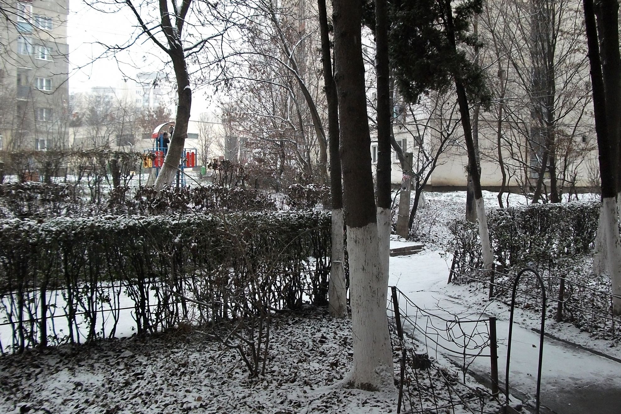Prima ninsoare din Cluj-Napoca
