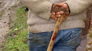 Un arădean a furat 25 de salcâmi