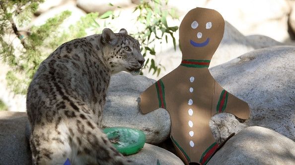 Crăciunul a venit mai repede pentru doi pui de leopard al zăpezii