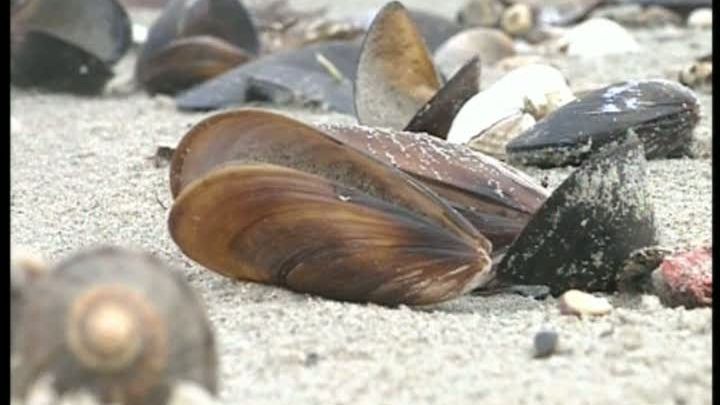 Sejururi de circa 350 de lei, în noaptea de Revelion, în Mamaia, Mangalia şi Eforie