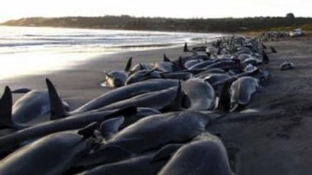 125 de balene au murit pe plajele din Noua Zeelandă
