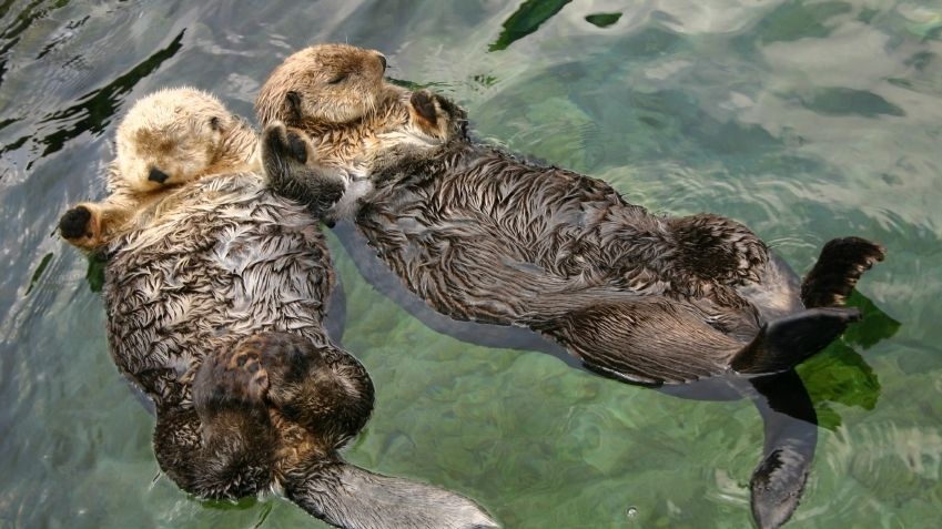 Marmote 