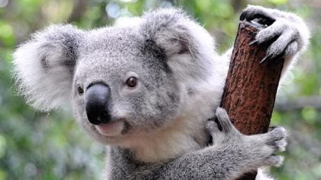 Urs Koala, salvat de pompieri cu RESPIRAŢIE GURĂ la GURĂ - VIDEO IMPRESIONANT