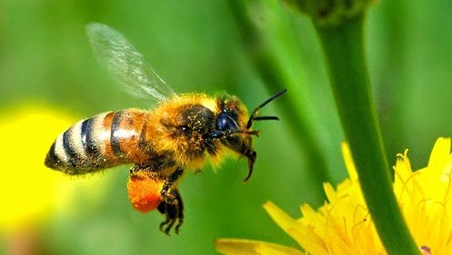Celulă de criză la Iaşi, după ce un roi de albine a ucis un bărbat. Alţi 3 săteni, atacaţi
