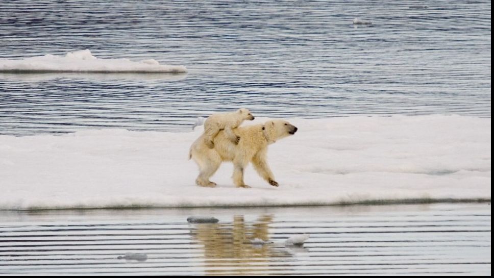 Petiție online pentru salvarea ultimului urs polar din Argentina 