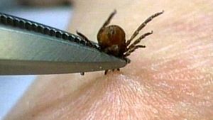 Virusul este transmis prin muşcături de căpuşe