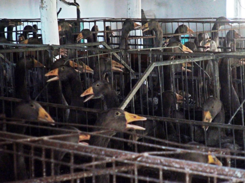 Cuștile pentru animalele de fermă vor fi eliminate treptat