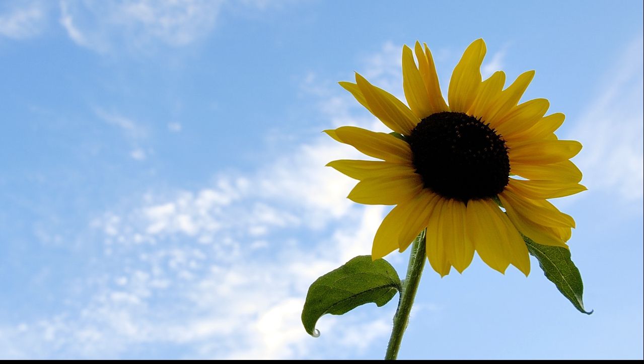 Vor fi ploi în următoarele zile! PROGNOZA METEO pentru următoarele două săptămâni