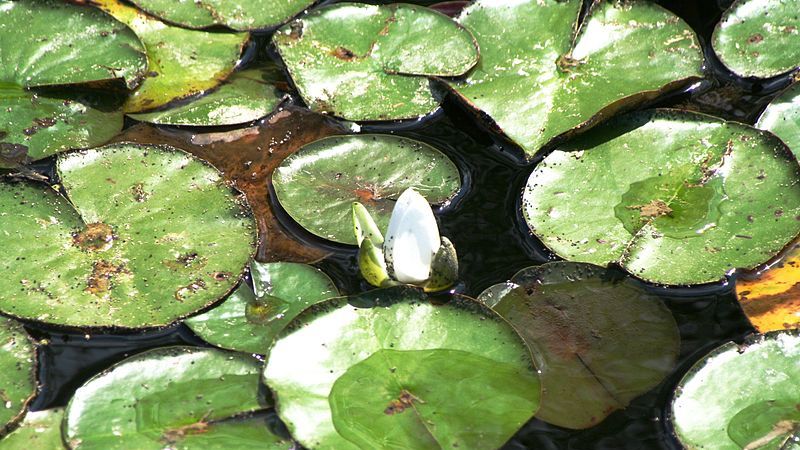 Nuferii termali au dispărut din rezervația 1 Mai 