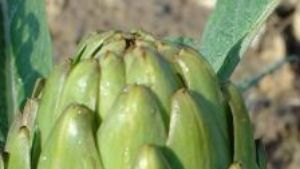 Leguma care tratează afecţiunile biliare, hepatice şi digestive. Cum trebuie să o consumi
