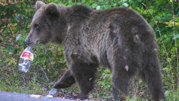 Pui de urs blocat într-un container, salvat de jandarmi(Video)
