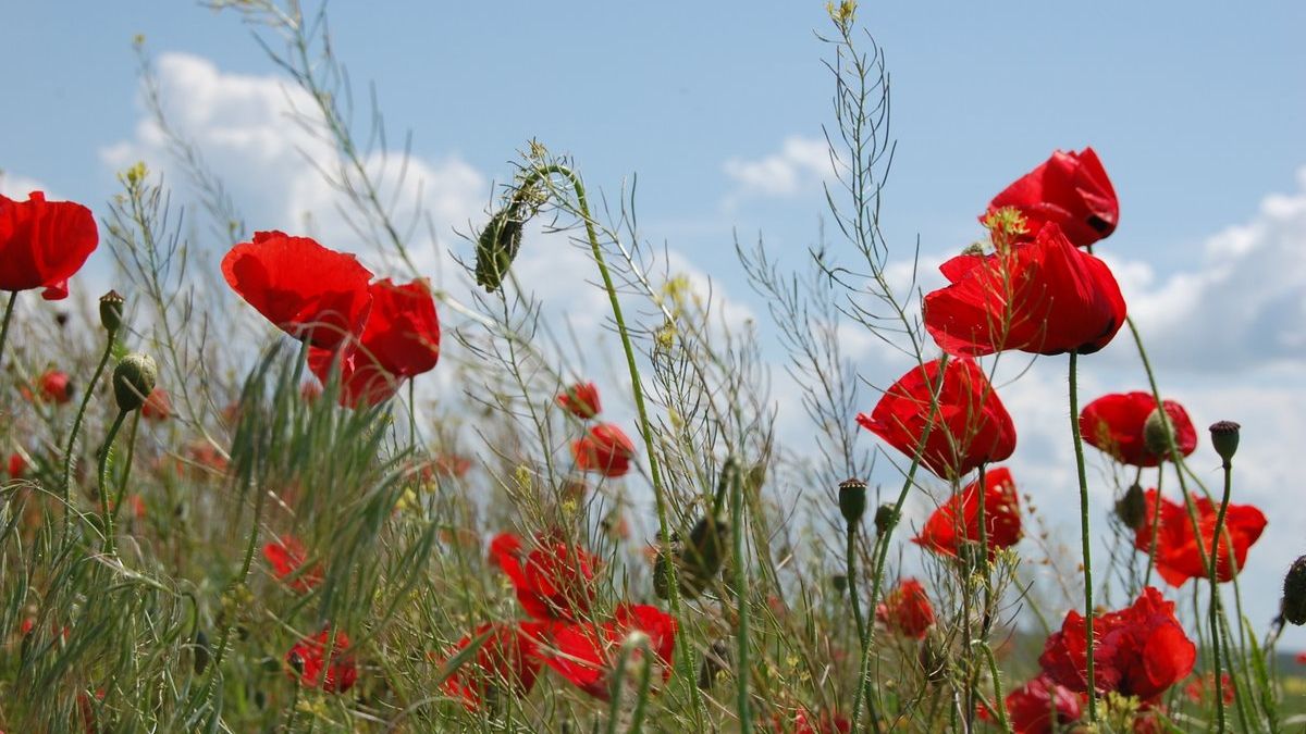 Tratamente naturiste: Afecţiuni care se tratează cu ceai de mac