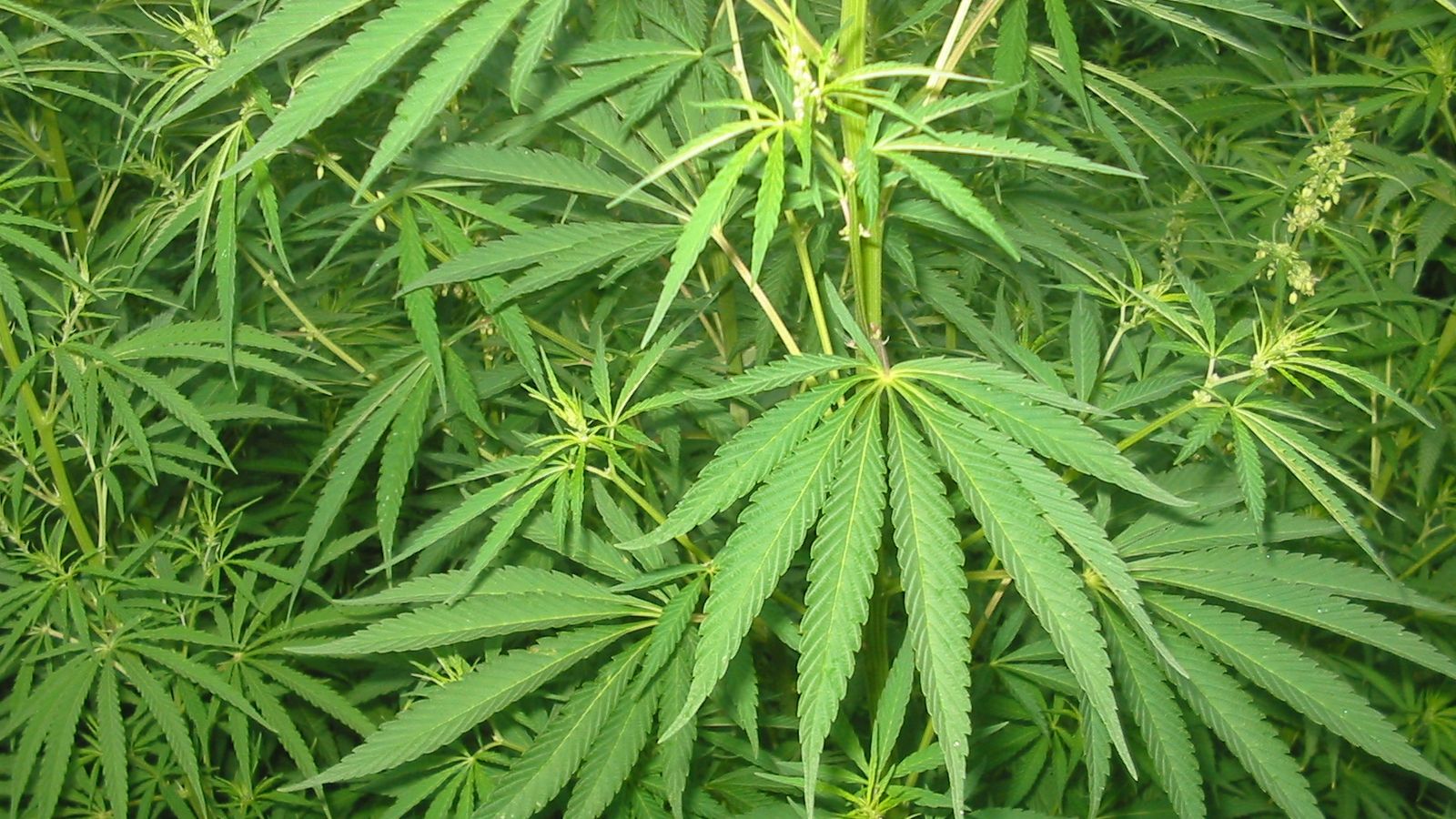 Capitala SUA a spus "da" în referendumul asupra legalizării consumului de canabis în scop recreativ