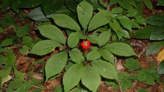 Ginseng, planta minune pentru organism 