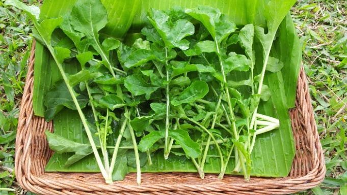 RUCOLA, una dintre cele mai revigorante plante. Cum s-o incluzi în alimentaţie