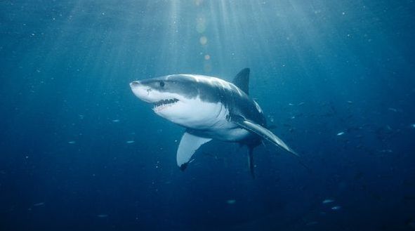 Descoperirea fosilei unui rechin dintr-o specie dispărută rescrie istorie evoluției acestor pești
